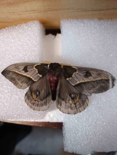 Gran Pavón o Polilla de Seda del Emperador